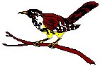 Cactus Wren.eps