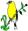 Goldfinch.eps