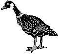 Goose 3.eps