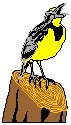 Meadowlark.eps