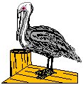 Pelican 1.eps