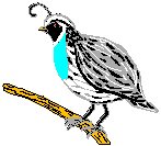 Quail.eps