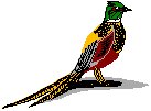 Ring-Necked Pheasant.eps