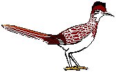Roadrunner.eps
