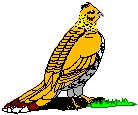 Ruffled Grouse.eps