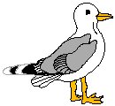 Seagull 1.eps