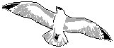 Seagull 2.eps