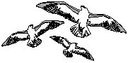 Seagulls.eps