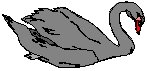 Swan.eps