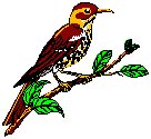 Thrush.eps