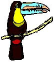 Toucan.eps