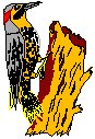 Yellowhammer.eps