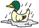 Duck in Rain.eps