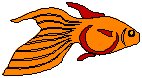 Goldfish 4.eps