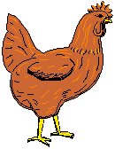 Chicken 3.eps