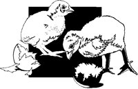 Chicks & Egg Shells.eps