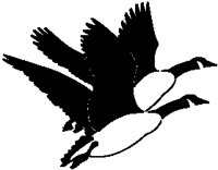 Geese.eps