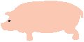 Pig 1.eps