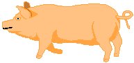 Pig 6.eps