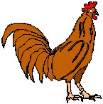 Rooster 3.eps