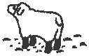 Sheep 1.eps
