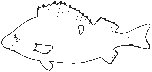 Fish 10.eps