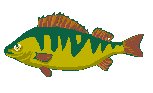 Fish 11.eps