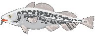 Fish 13.eps