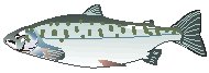Fish 16.eps