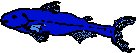 Fish Sketch 1.eps
