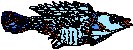 Fish Sketch 3.eps