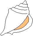 Sea Shell - Conch.eps