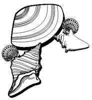 Sea Shells 2.eps