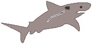 Shark 1.eps