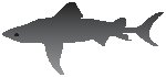 Shark 2.eps