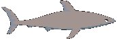Shark 3.eps