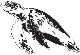 Turtle 1.eps