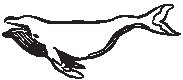 Whale 1.eps