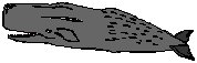 Whale 3.eps