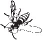 Bee 2.eps
