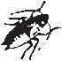Crawling Insect 08.eps