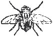 Fly.eps