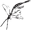 Flying Insect 4.eps