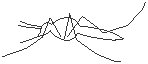 Mosquito 1.eps