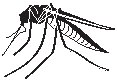 Mosquito 2.eps