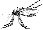 Mosquito 3.eps