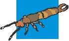 Scorpion.eps