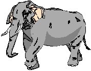 Elephant 5.eps
