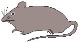 Mouse 1.eps