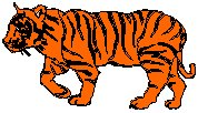 Tiger 4.eps
